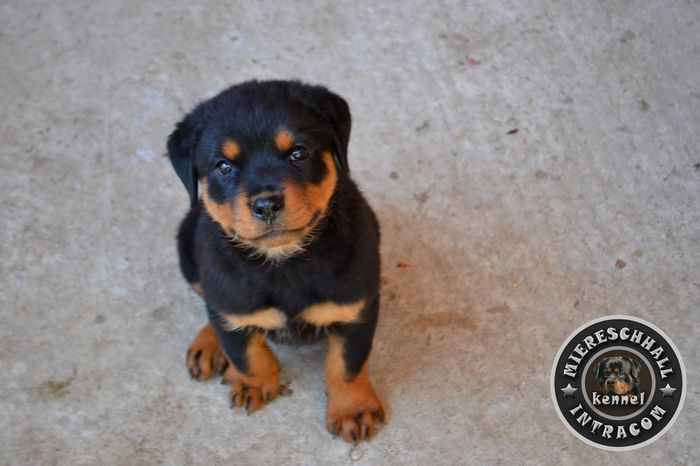 Pui Rottweiler de vanzare; Pui Rottweiler de vanzare
