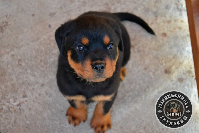 Pui Rottweiler de vanzare - ROTTWEILER DE VANZARE