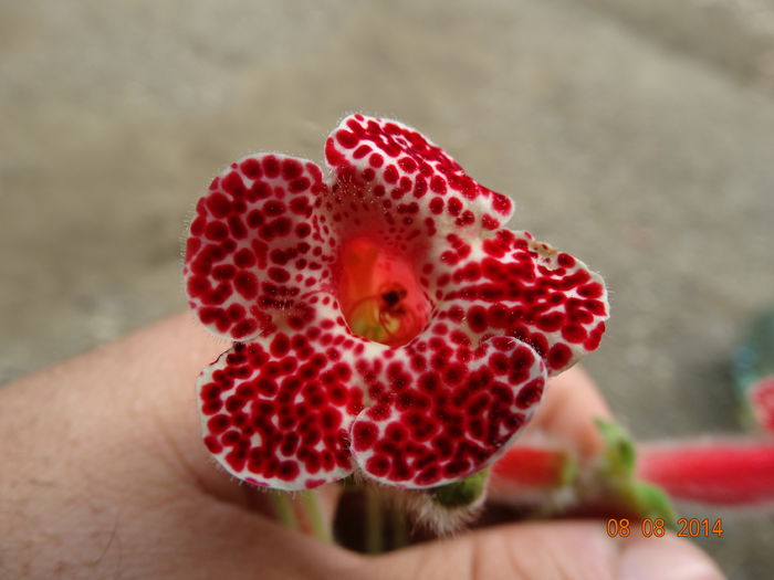 DSC06552 - Kohlerii