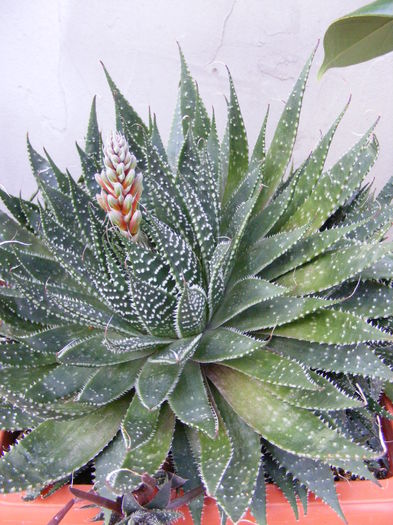 am bobocel... - Vara 2014-2017