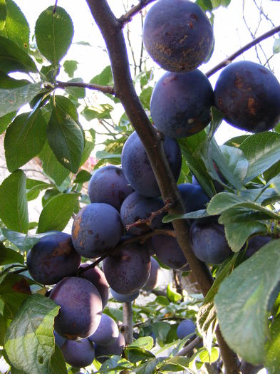 DSCF0026 - Vara 2014-2017