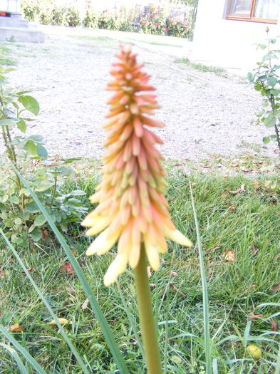 a doua inflorire... numai o tija de data aceasta - Vara 2014-2017