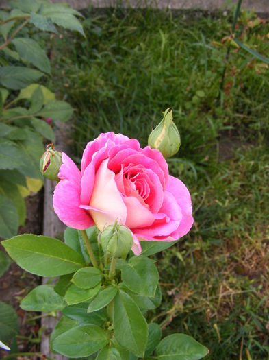 DSCF0038