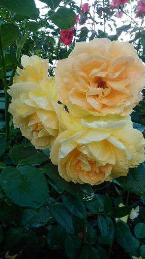 DSC_0118 - Trandafiri  2014 III