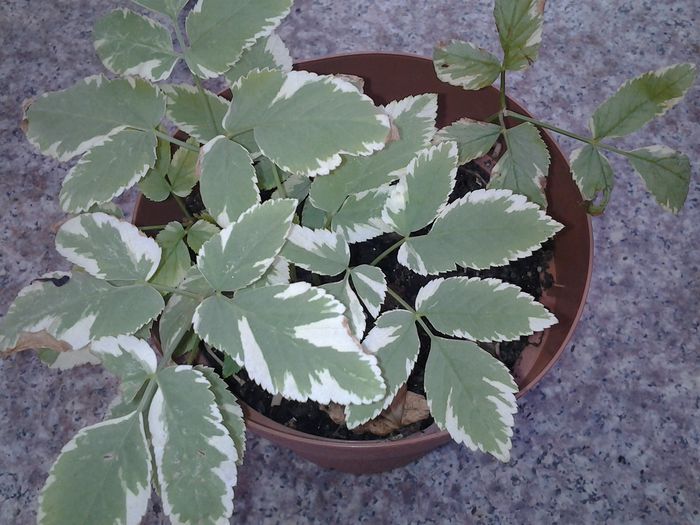aegopodium podagraria[piciorul caprei] - plante verzi decorative frunza