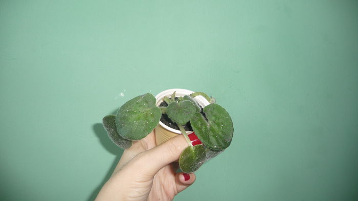 P1280372; Pui transplantat.
