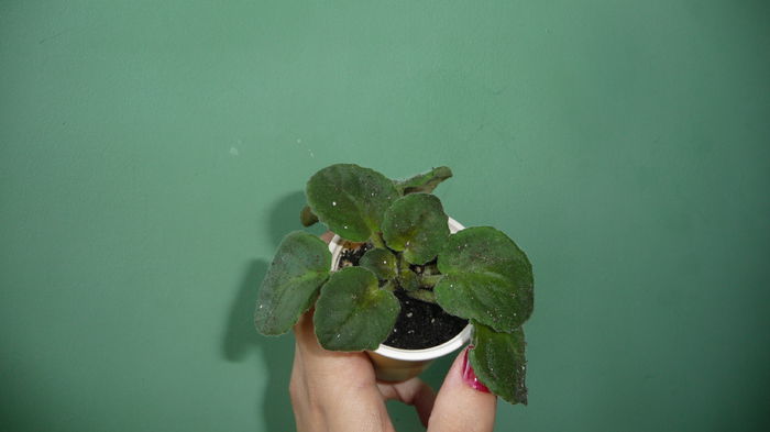 P1280373; Pui transplantat.
