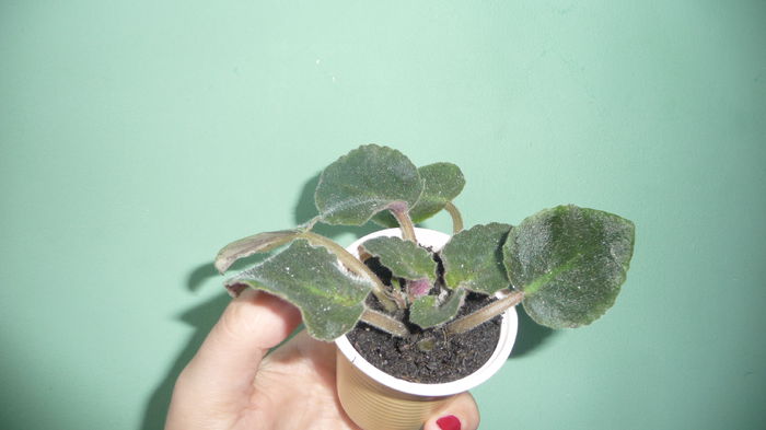 P1280374; Pui transplantat.
