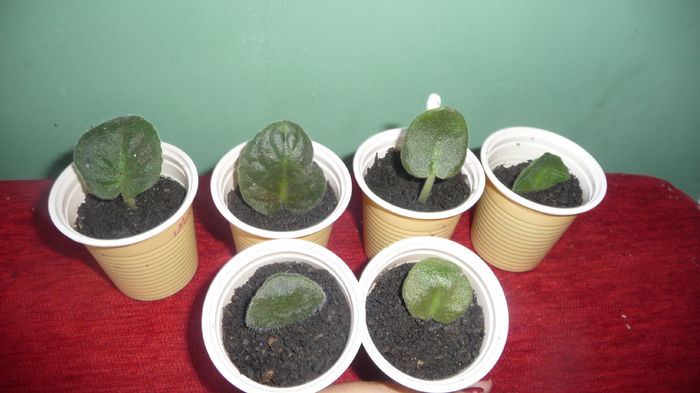 P1280375; Frunzele scapate
