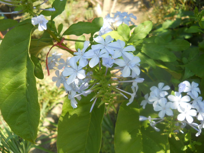 DSCN8577 - Flori apartament