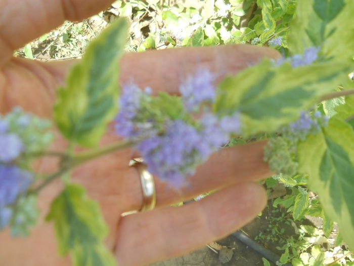 Caryopteris variegata - gradina flori 2014-2