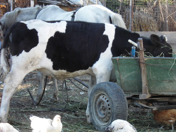 CIMG1473 - poze pentru Marius