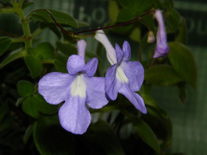 DSCN7719 repostate - AUGUST_2_2014