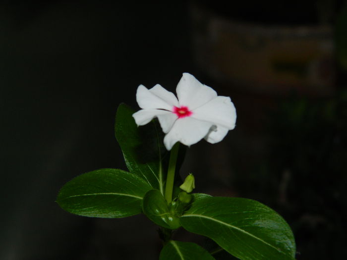 DSCN7720 - AUGUST_2_2014