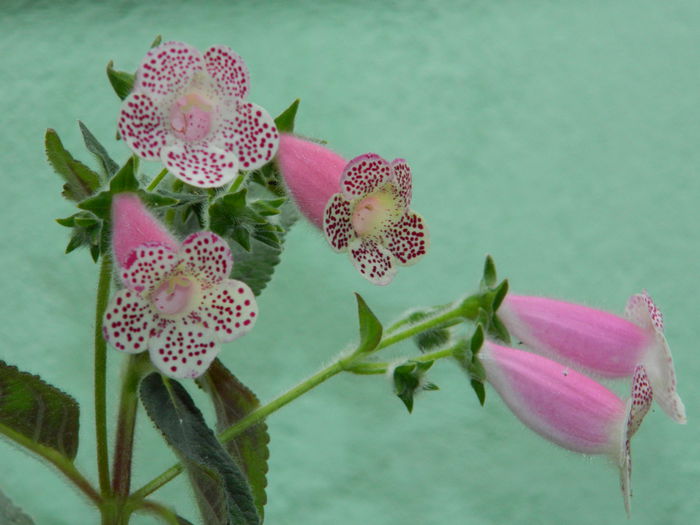 DSCN7721 - AUGUST_2_2014