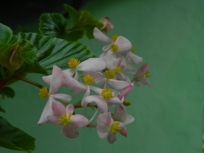 DSCN7736 - AUGUST_2_2014