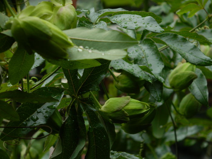 DSCN7737 - AUGUST_2_2014