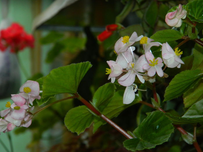 DSCN7746 - AUGUST_2_2014