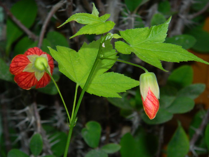 DSCN7748 - AUGUST_2_2014