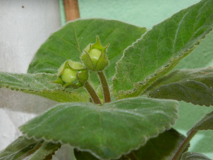 DSCN7752 - AUGUST_2_2014