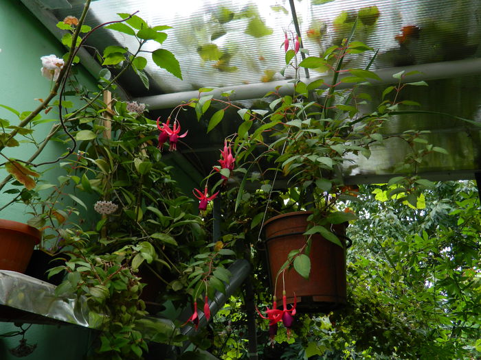 DSCN7755 - AUGUST_2_2014