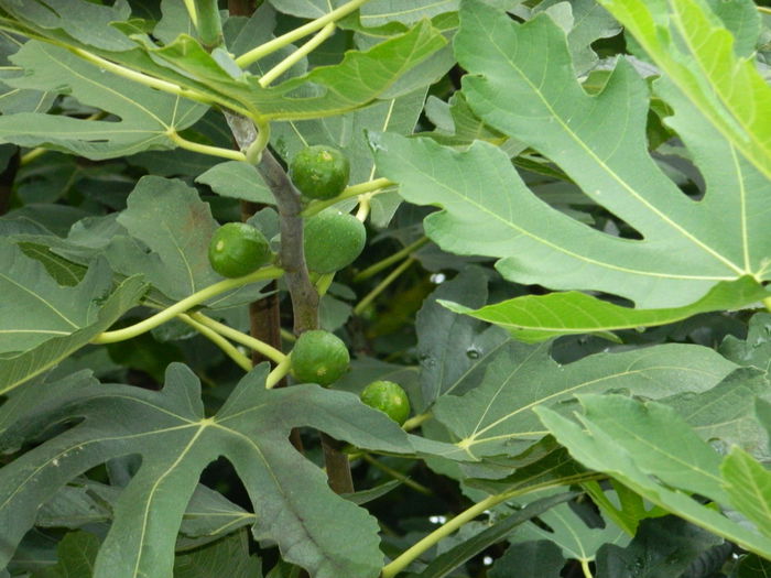 DSCN7765 - AUGUST_2_2014