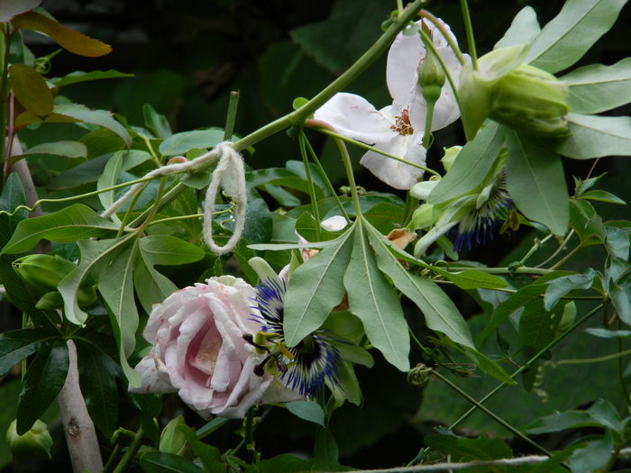 DSCN7773 - AUGUST_2_2014