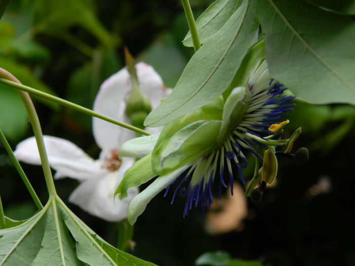 DSCN7775 - AUGUST_2_2014