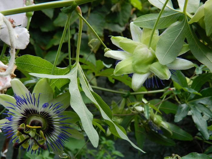 DSCN7777 - AUGUST_2_2014