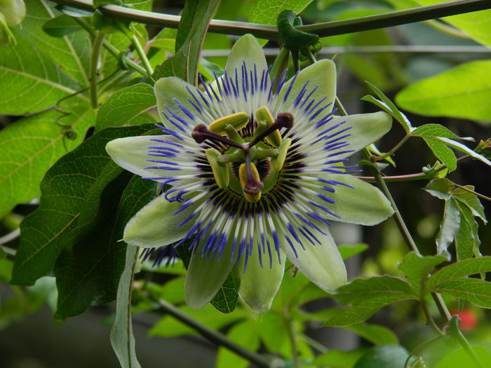 DSCN7785 - AUGUST_2_2014