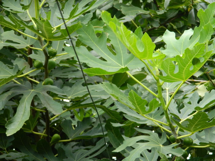 DSCN7792 - AUGUST_2_2014