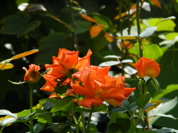 DSCN7794 - AUGUST_2_2014