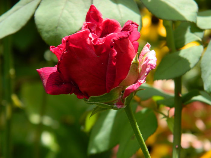 DSCN7795 - AUGUST_2_2014