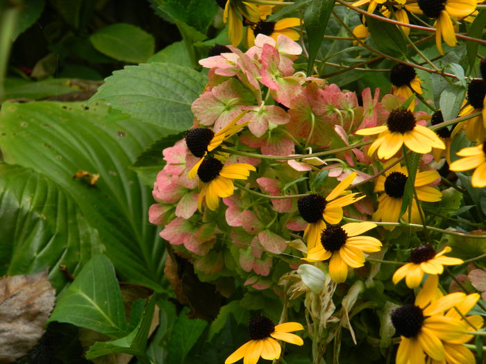 DSCN7796 - AUGUST_2_2014