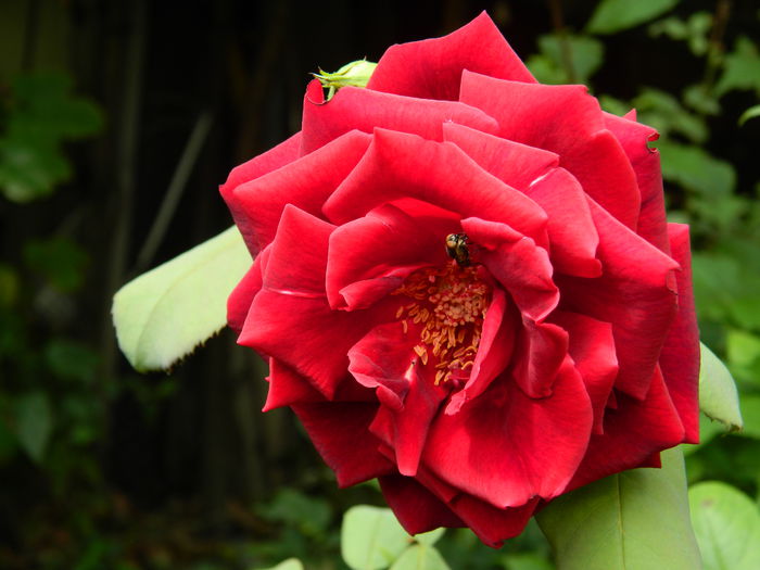 DSCN7797 - AUGUST_2_2014