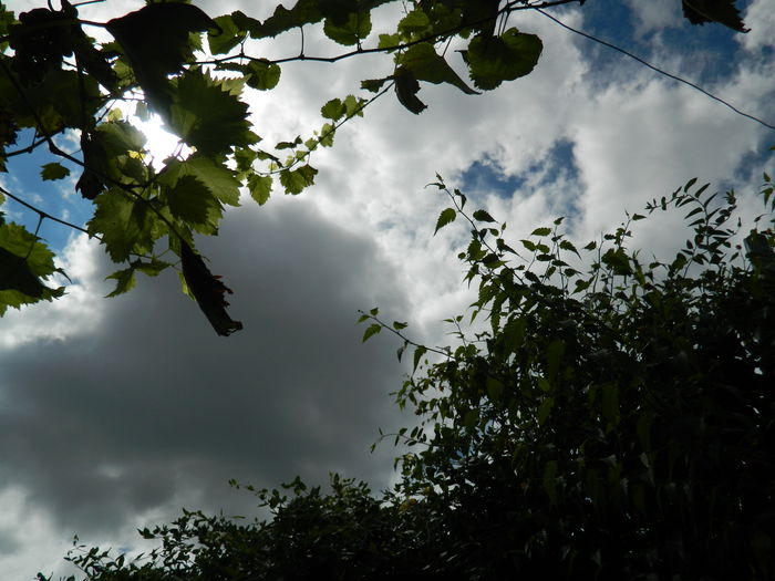 DSCN7799 - AUGUST_2_2014