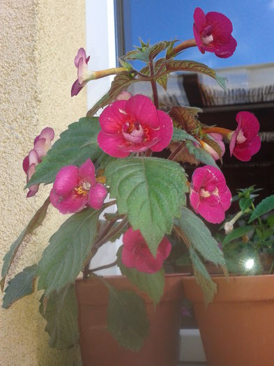 Fotografie-0071 - h2014 august