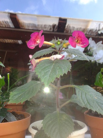 Fotografie-0073 - h2014 august