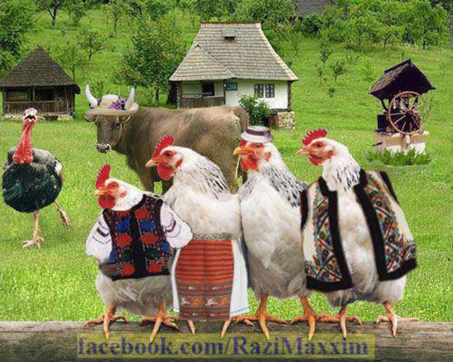 1450844_545054828915305_2113859002_n