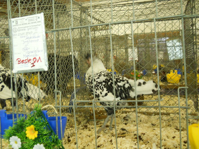  - 5---Expozitie Germania Gerlingen 2014