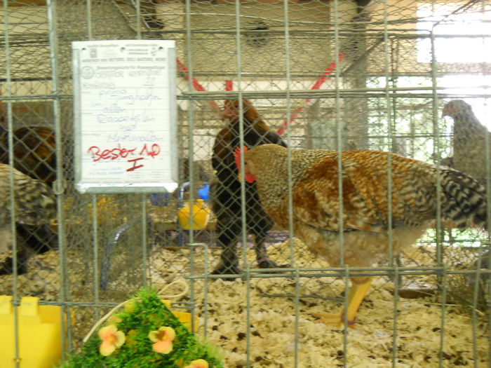  - 5---Expozitie Germania Gerlingen 2014