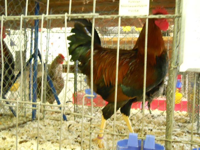  - 5---Expozitie Germania Gerlingen 2014