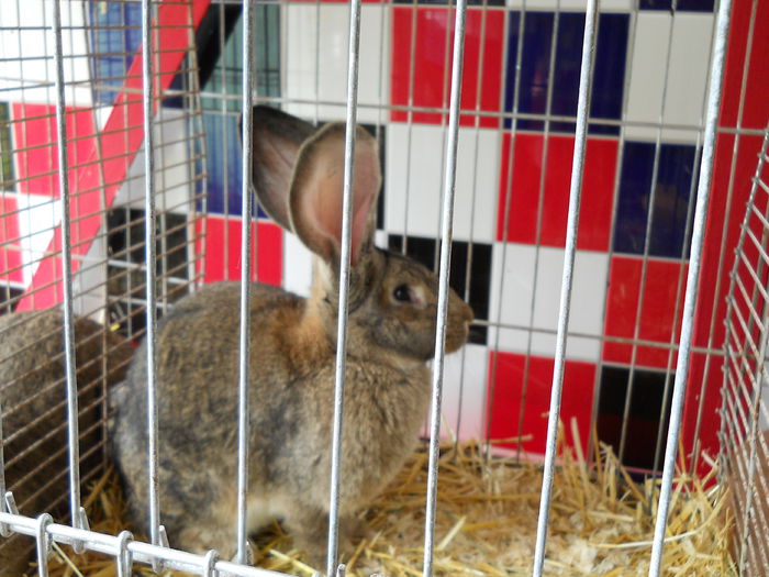  - 5---Expozitie Germania Gerlingen 2014
