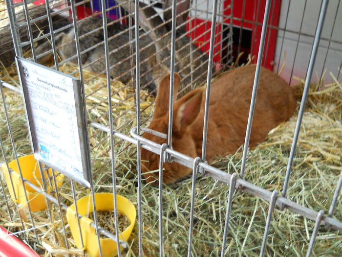  - 5---Expozitie Germania Gerlingen 2014