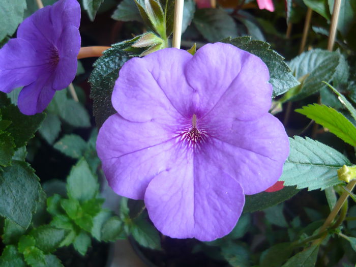 P1070426 - achimenes 2014