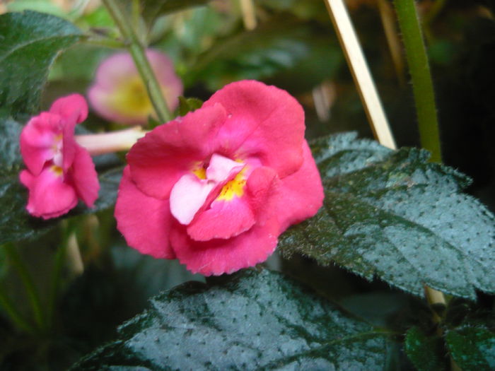 P1070433 - achimenes 2014