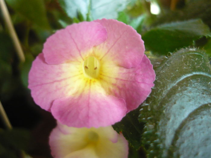 sauline - achimenes 2014