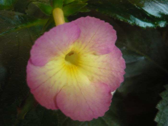 P1070437 - achimenes 2014