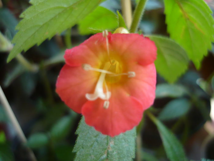 jay de coral - achimenes 2014