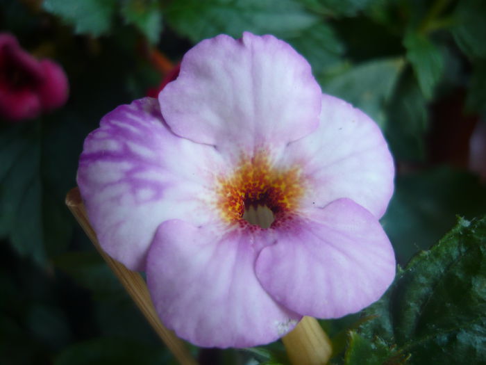 P1070443 - achimenes 2014